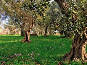 VILLÆ di Tivoli: torna l’olio di Villa Adriana